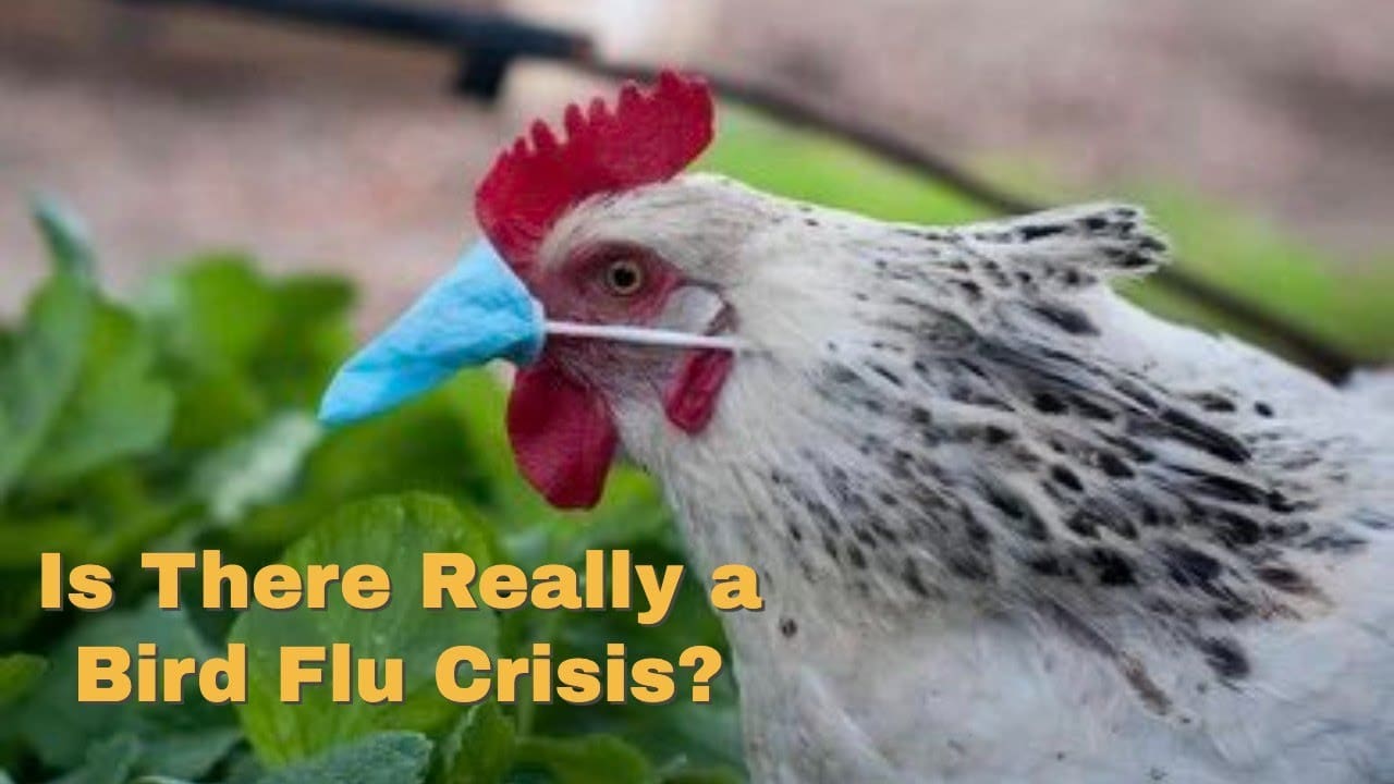 How Worried Should You Be About The Bird Flu?