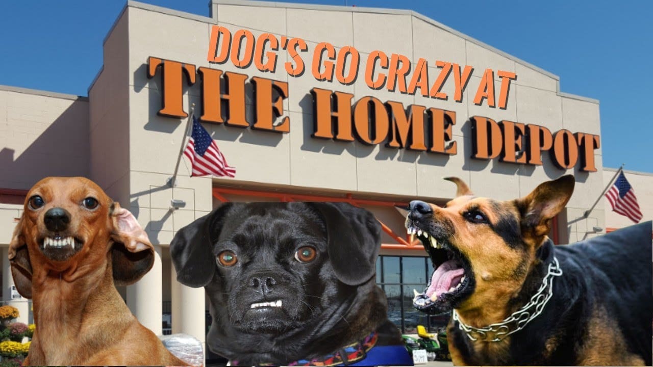 Dog Attacks Customer at the Home Depot. Retailer’s Need to Revise their Dog Friendly Policies.